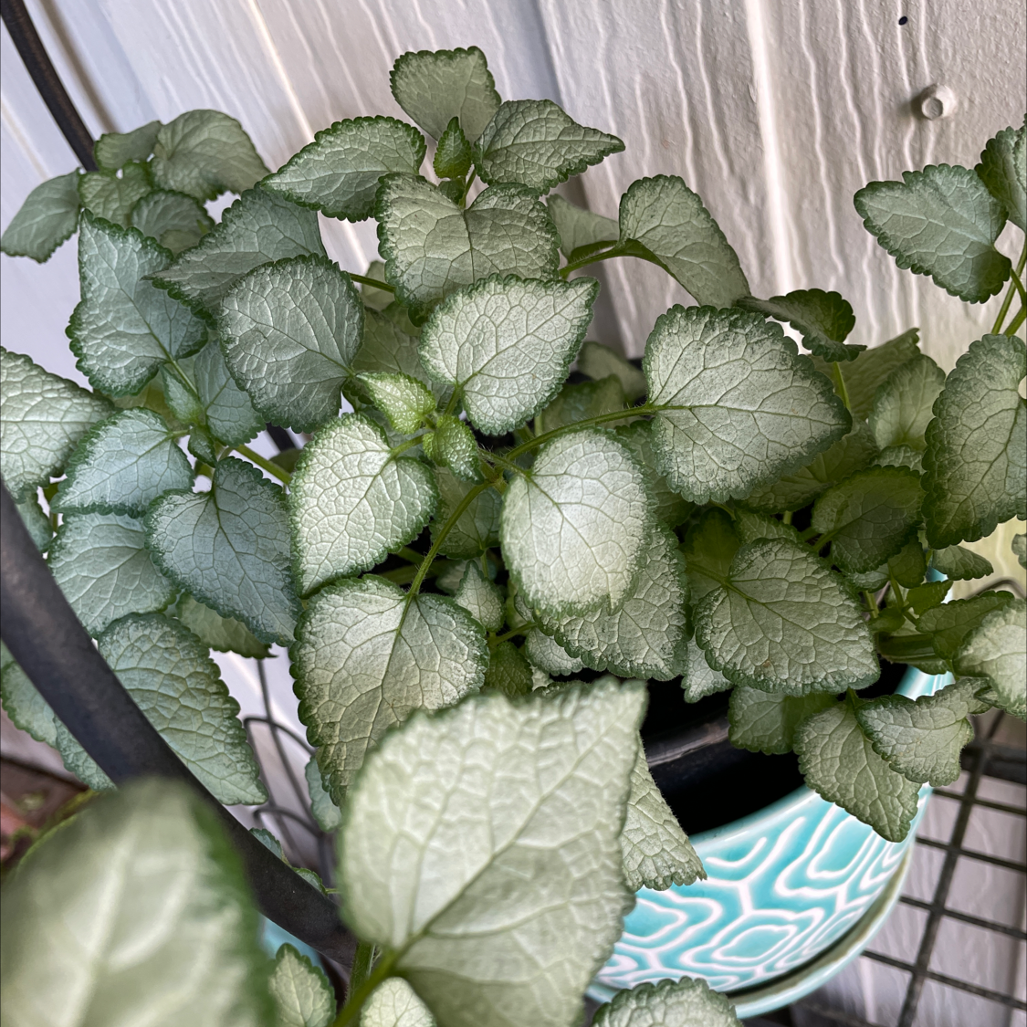 Photo of the plant species Spotted Deadnettle by @Sohappyicoulddie named Jade on Greg, the plant care app