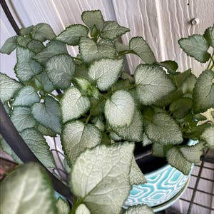 Spotted Deadnettle plant photo by Sohappyicoulddie named Jade on Greg, the plant care app.