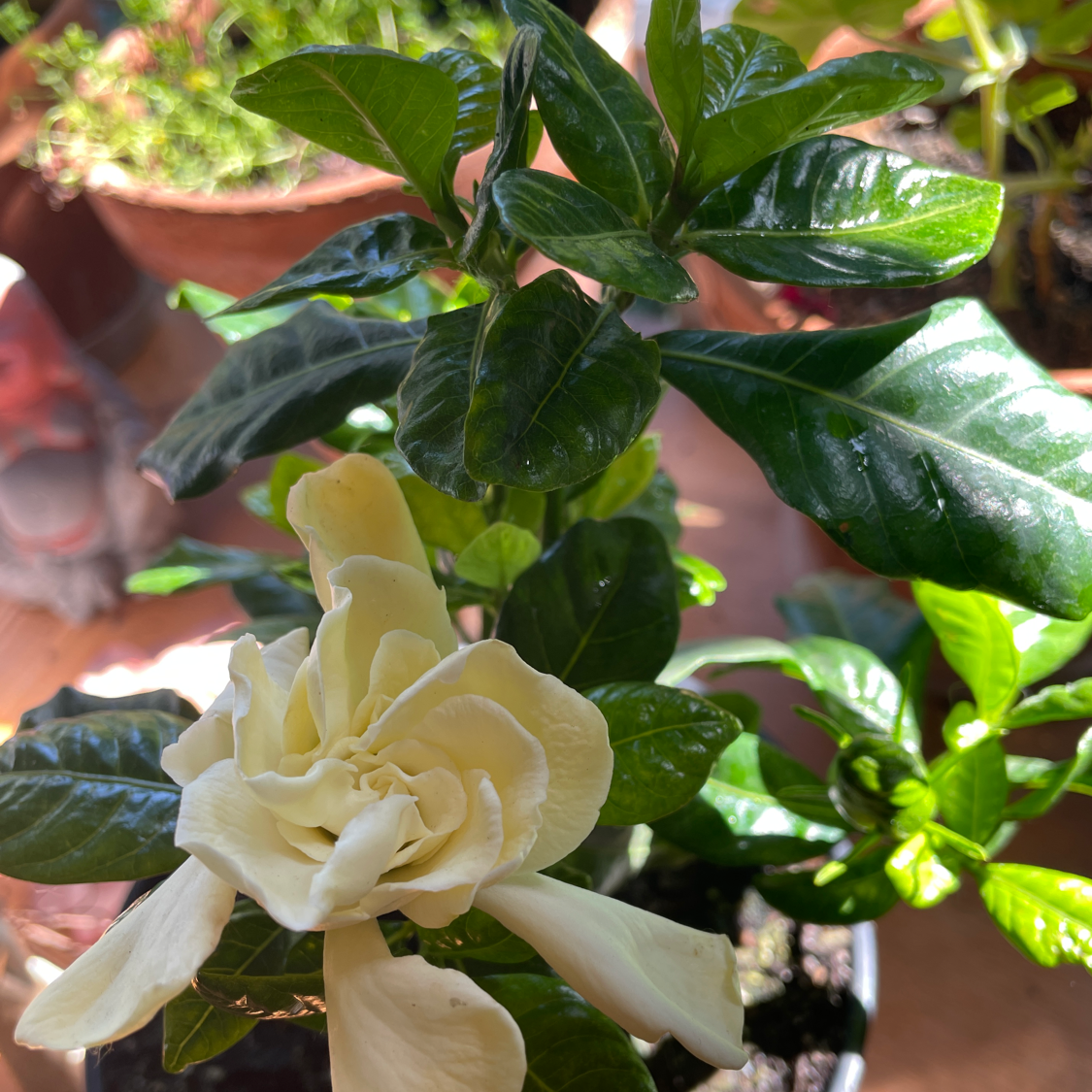 Cape Jasmine plant with glossy green leaves and a white flower.