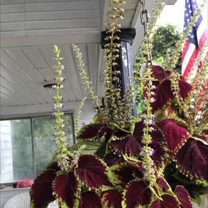Coleus plant photo by Jeannie named Orlando Bloom on Greg, the plant care app.