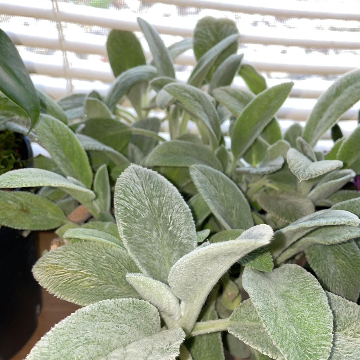 Healthy Lamb's Ear plant with soft, fuzzy leaves, well-framed and in focus.