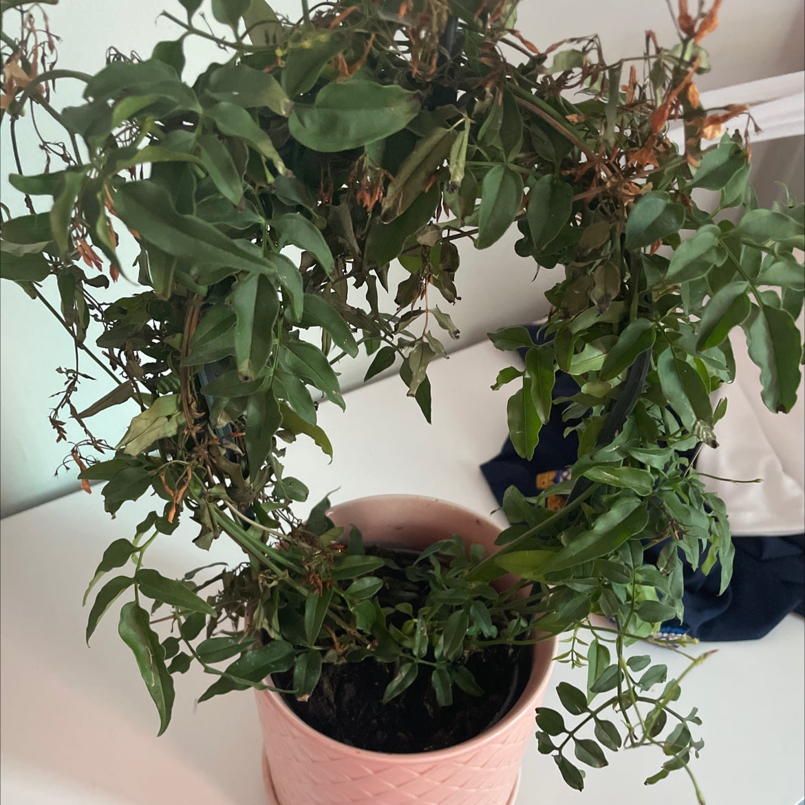 Why Are There Brown Spots on My Star Jasmine Leaves?