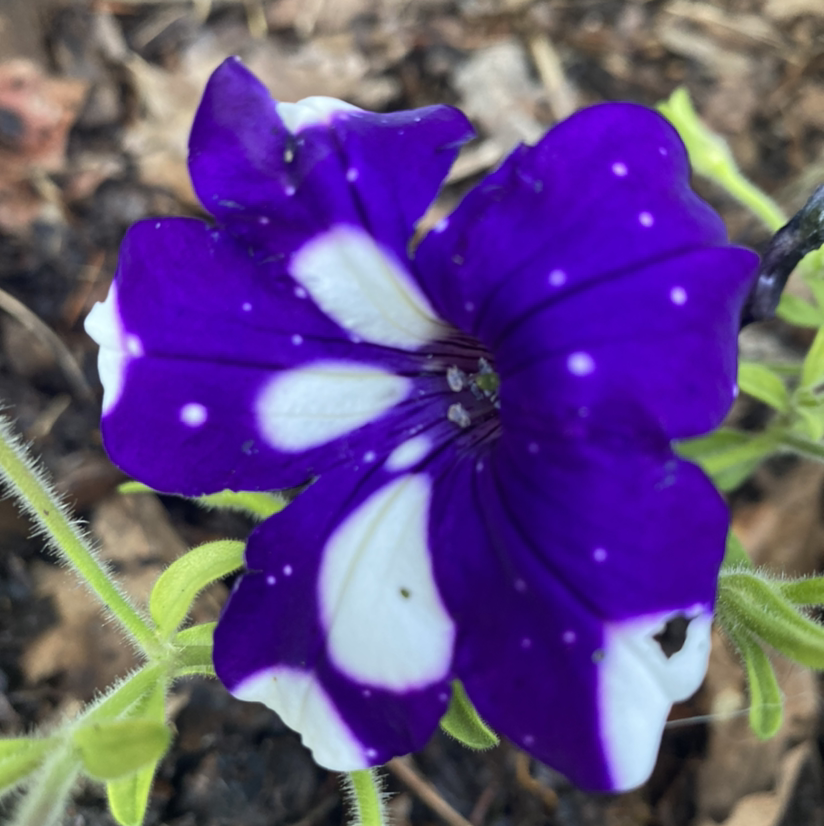 Photo of the plant species Wild Pansy by Kelli named Indigo on Greg, the plant care app