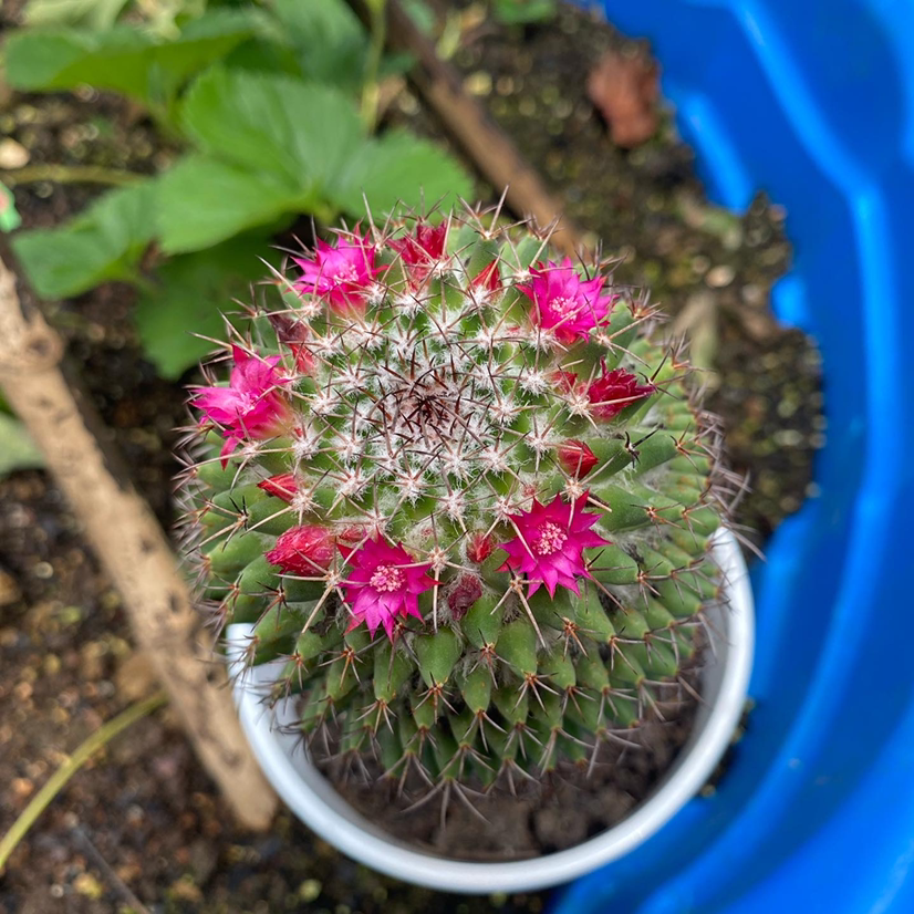 Photo of the plant species Mammillaria Haageana by Kelli named Queenie on Greg, the plant care app