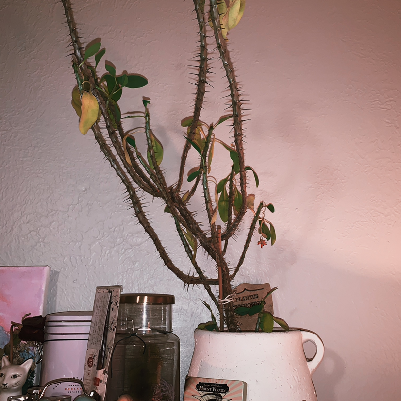 A potted Crown of Thorns plant with spiky stems and some yellowing leaves, displayed among other small plants on a shelf.