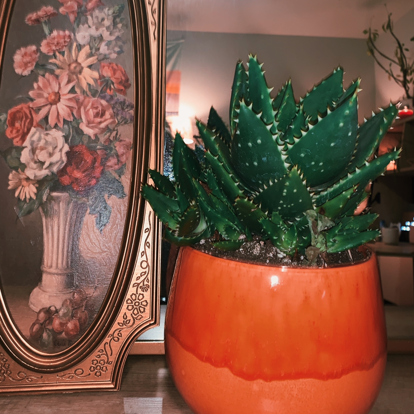Tiger Tooth Aloe plant in an orange pot with vibrant green leaves and spiky edges.