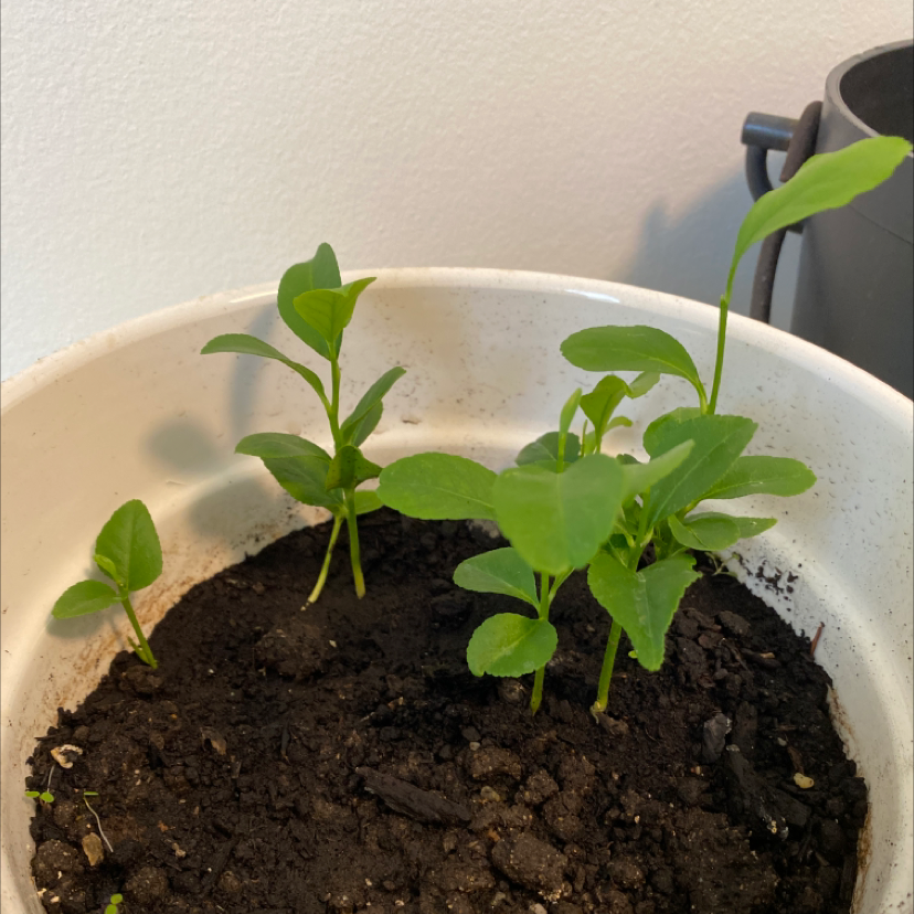 Young Makrut Lime plant in a white pot with dark soil, showing healthy green leaves.