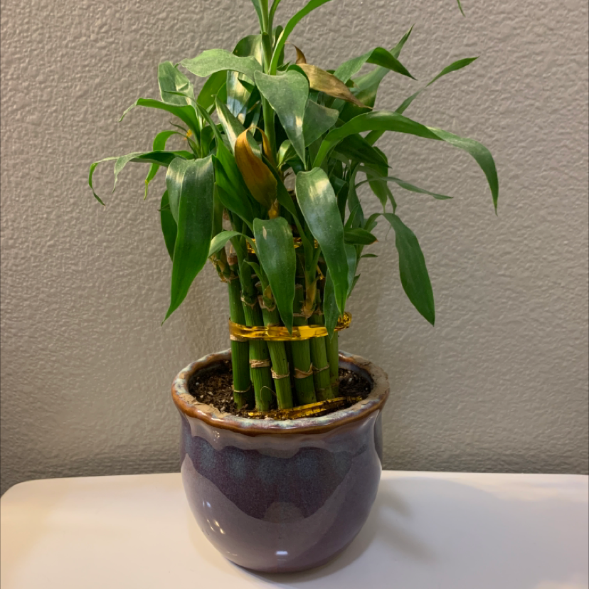 Lucky Bamboo plant photo by Greyson named Onno on Greg, the plant care app.