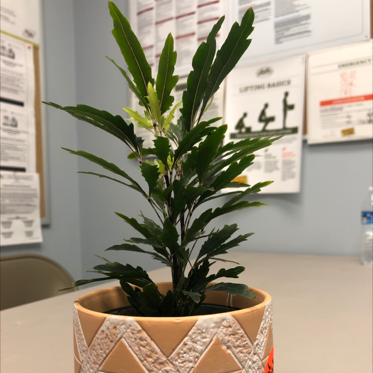 Potted false Aralia plant with dark green, serrated leaves indoors on a table.