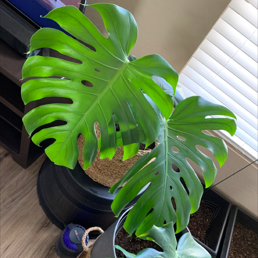 Monstera plant photo by Denise.dee named MONSTERA DELICIOUSA on Greg, the plant care app.