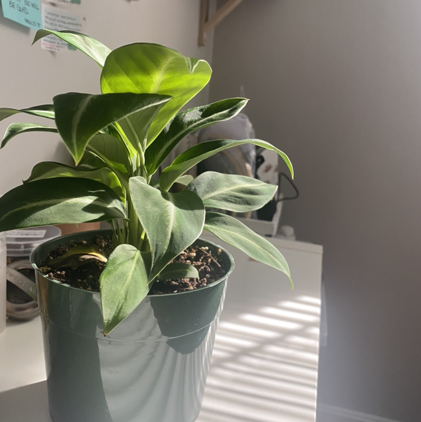 Photo of the plant species Silver Streak Peace Lily by @kyurious named ms. lil on Greg, the plant care app