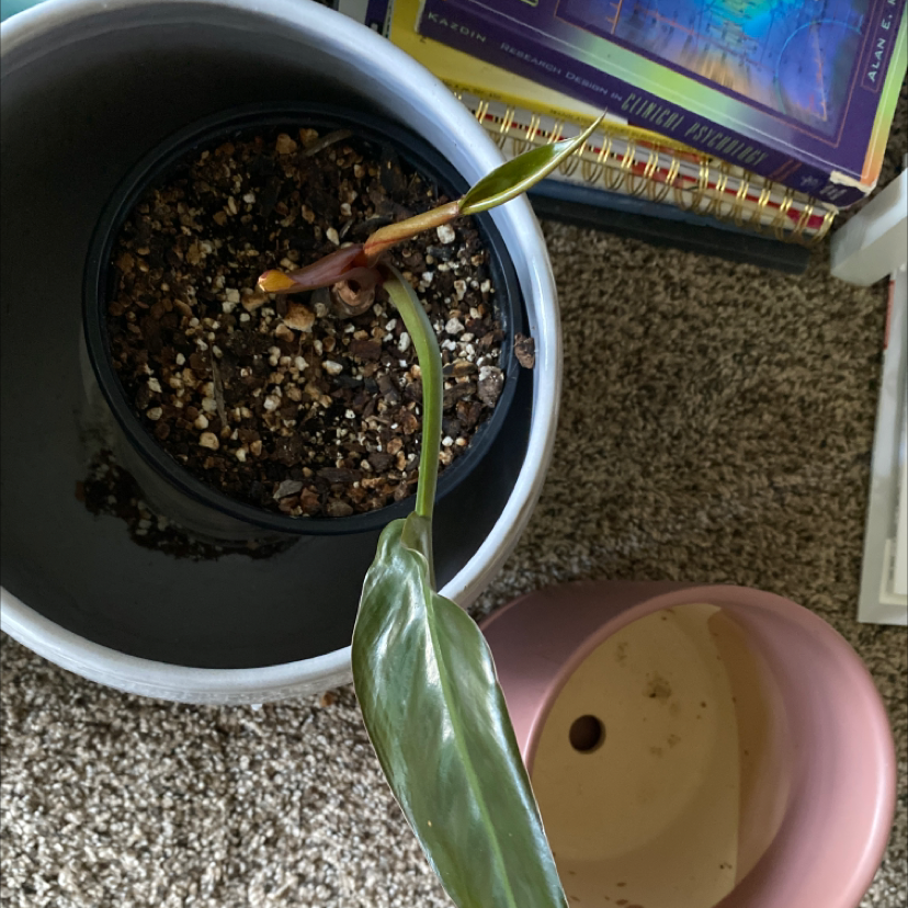 Philodendron 'Imperial Red' plant in a pot with visible soil and a single leaf with some browning.