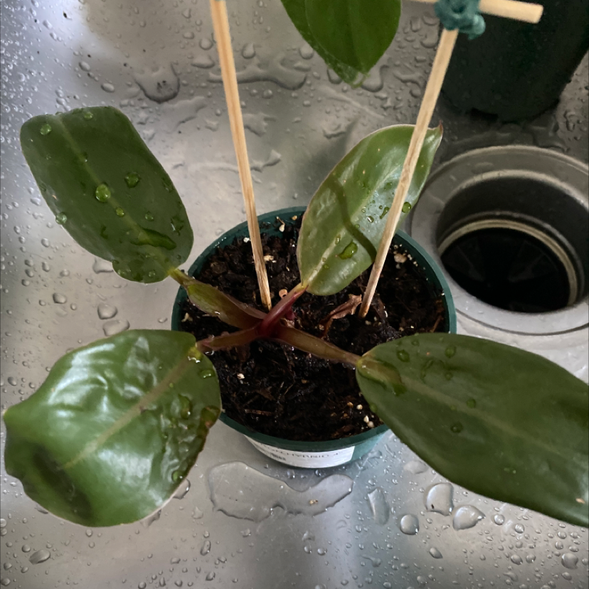 Photo of the plant species Philodendron 'Autumn' by Katie named Your plant on Greg, the plant care app