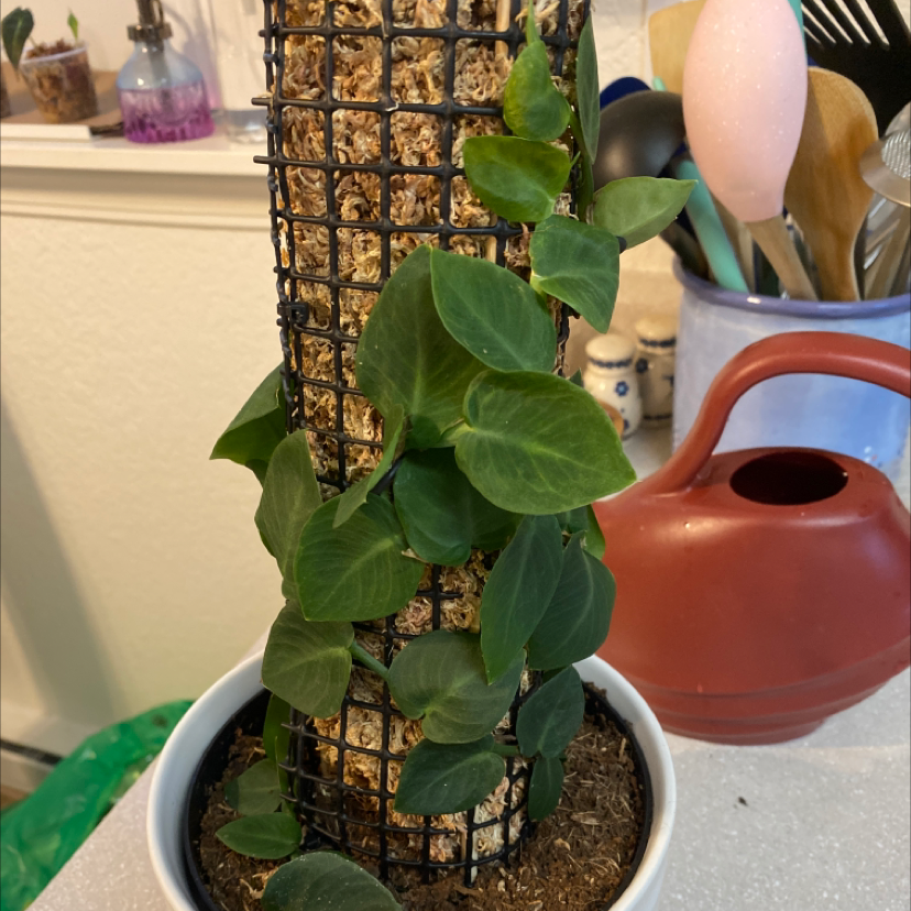 Rhaphidophora hayi plant climbing a moss pole in a pot with visible soil.