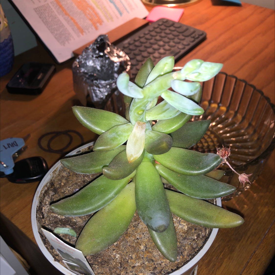 Photo of the plant species Echeveria 'Dark Red' by Fran named Judise on Greg, the plant care app