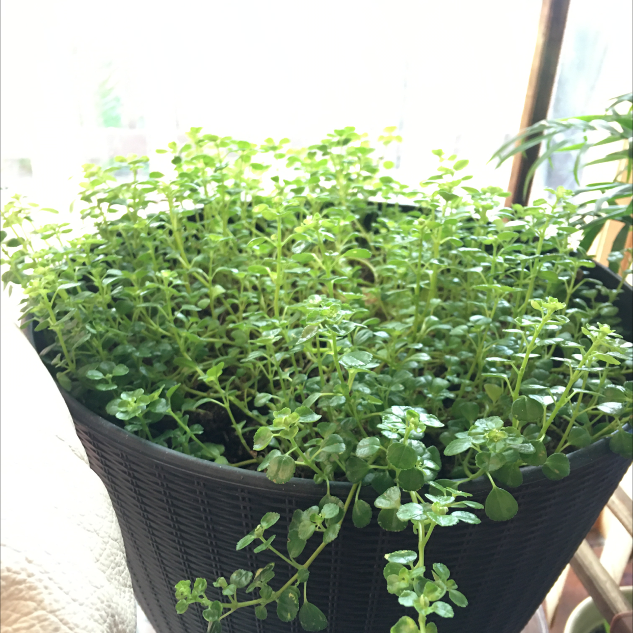 Pilea Baby Tears plant photo by @R_L named Sad Willy on Greg, the plant care app.