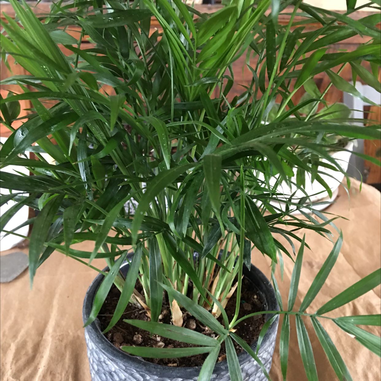 Parlour Palm plant photo by @R_L named Paul on Greg, the plant care app.