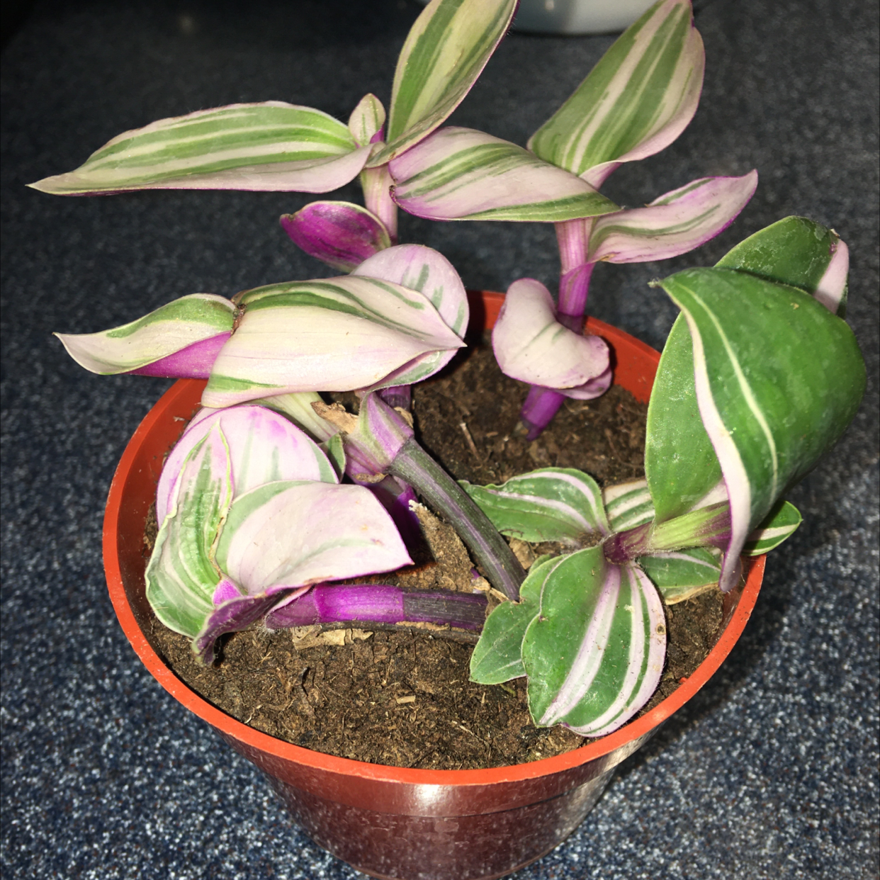Spiderwort plant photo by @R_L named Zeldina on Greg, the plant care app.