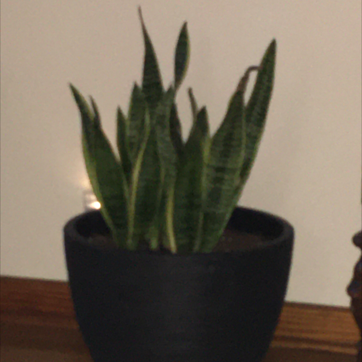 Snake Plant plant photo by @R_L named Jake the snake on Greg, the plant care app.