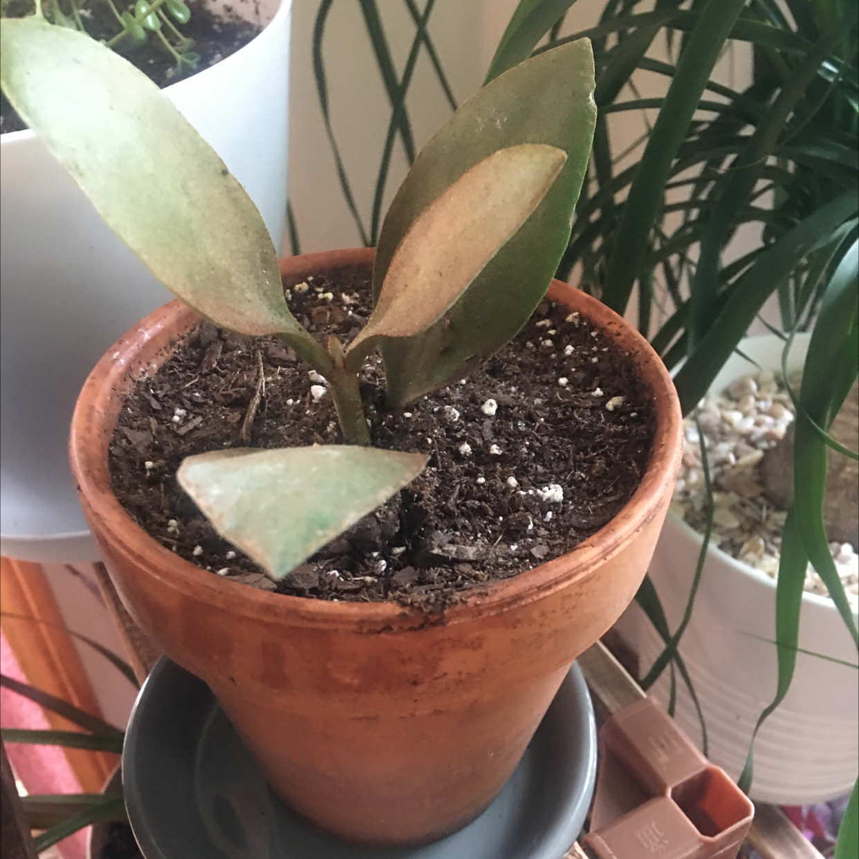 Copper Spoons plant photo by @R_L named Copper on Greg, the plant care app.