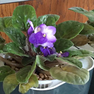 Kenyan Violet plant in Homer City, Pennsylvania