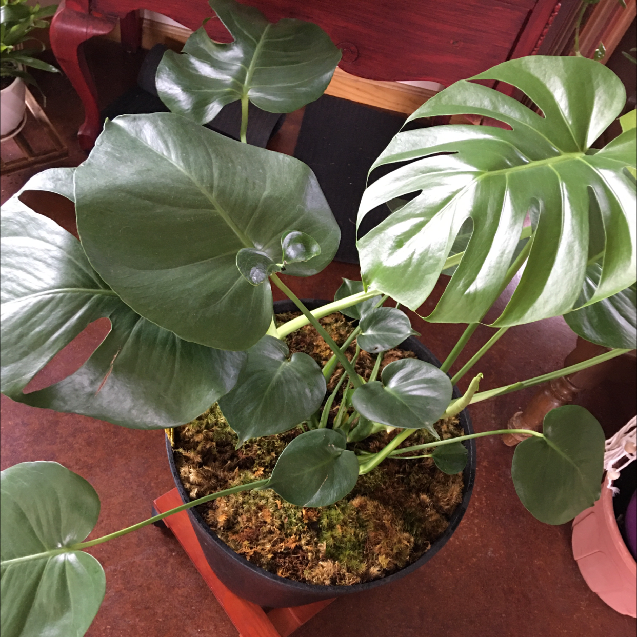 Monstera plant photo by @R_L named Frank N Monster on Greg, the plant care app.