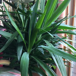 Yucca Gigantea plant photo by @R_L named Mr. Yucca on Greg, the plant care app.