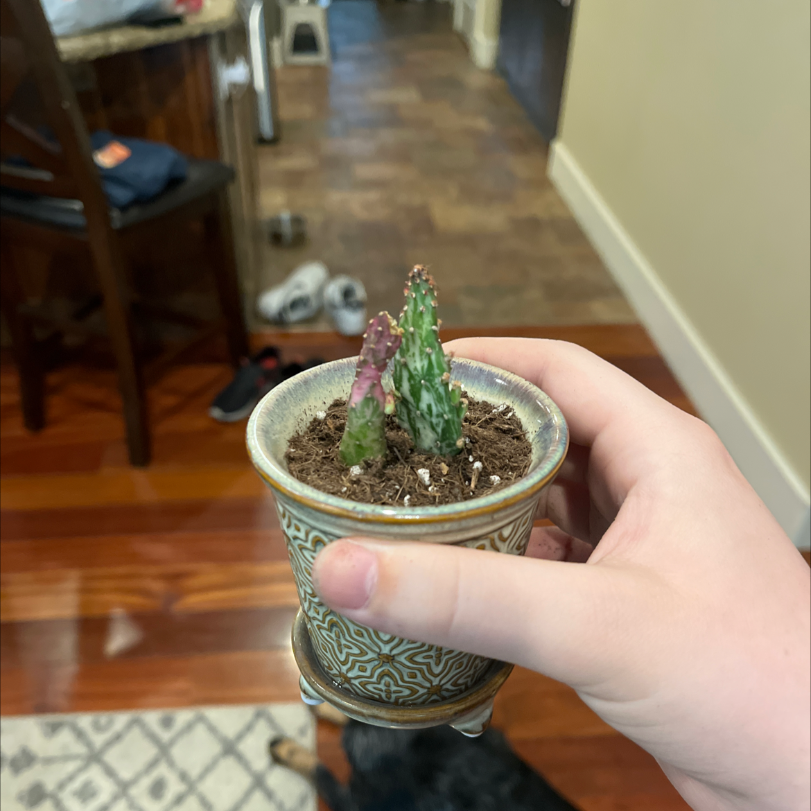 Hand holding a small potted Variegated Joseph's Coat plant with some browning on one stem.
