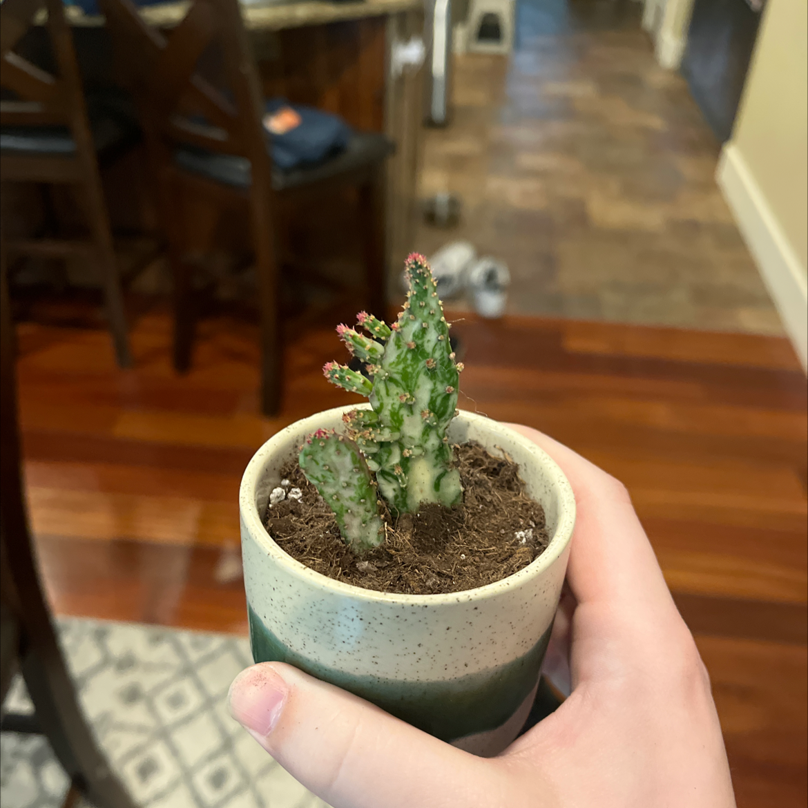 A healthy Variegated Joseph's Coat plant in a small pot, held by a hand.