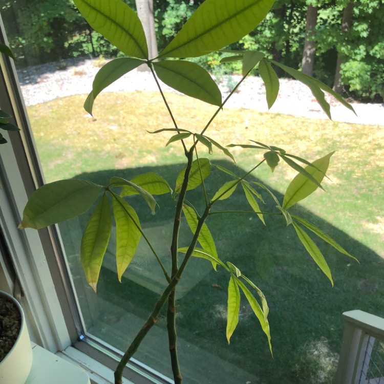 Money Tree plant photo by @elliottsgarden named Gobi on Greg, the plant care app.