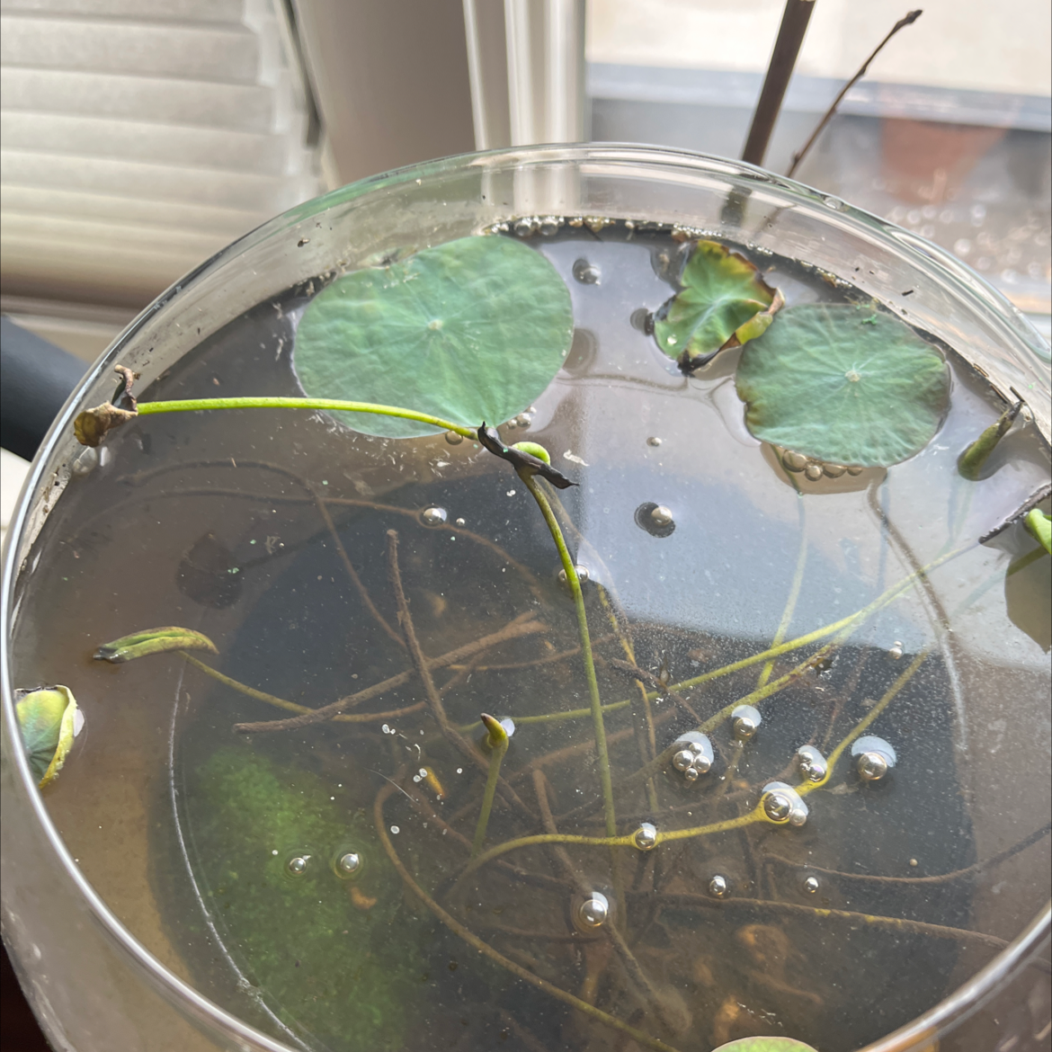 Plant care for Dwarf Lotus on Greg, the plant care app