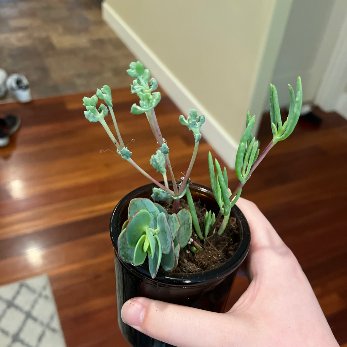 Succulent plant in a black pot held by a hand, with green leaves and visible soil.