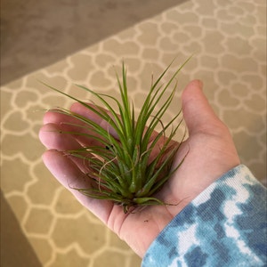 Blushing Bride Air Plant plant photo by @elliottsgarden named Aire on Greg, the plant care app.