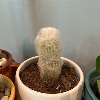 Old Man Cactus plant in Davison, Michigan