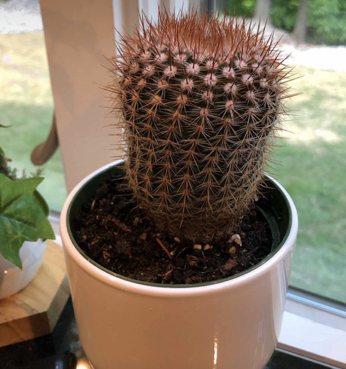 Photo of the plant species Comb Hedgehog Cactus by @elliottsgarden named Achilles on Greg, the plant care app