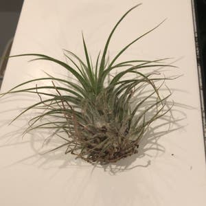 Air Plant plant photo by Elliottsgarden named Aire on Greg, the plant care app.