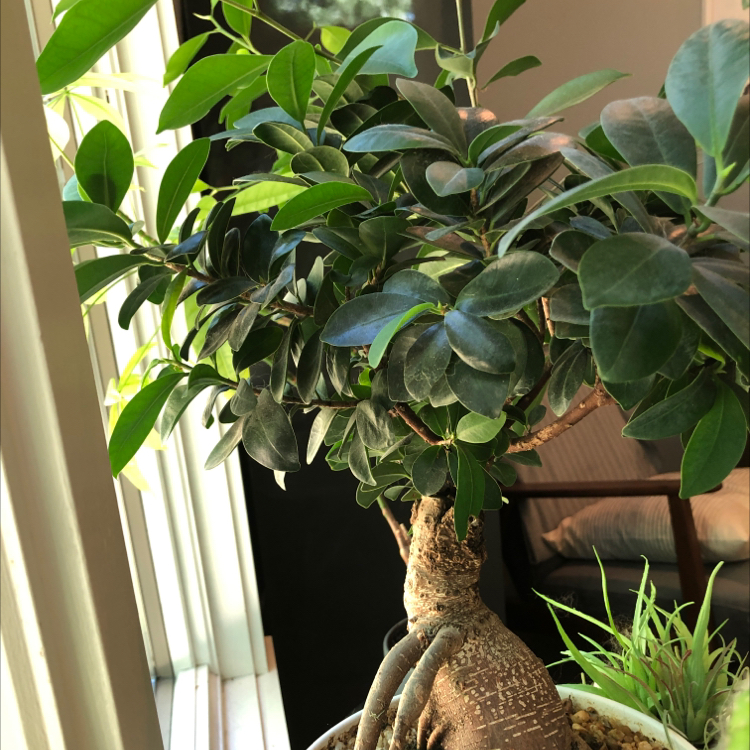 Ficus Ginseng plant photo by @elliottsgarden named Bodhi on Greg, the plant care app.