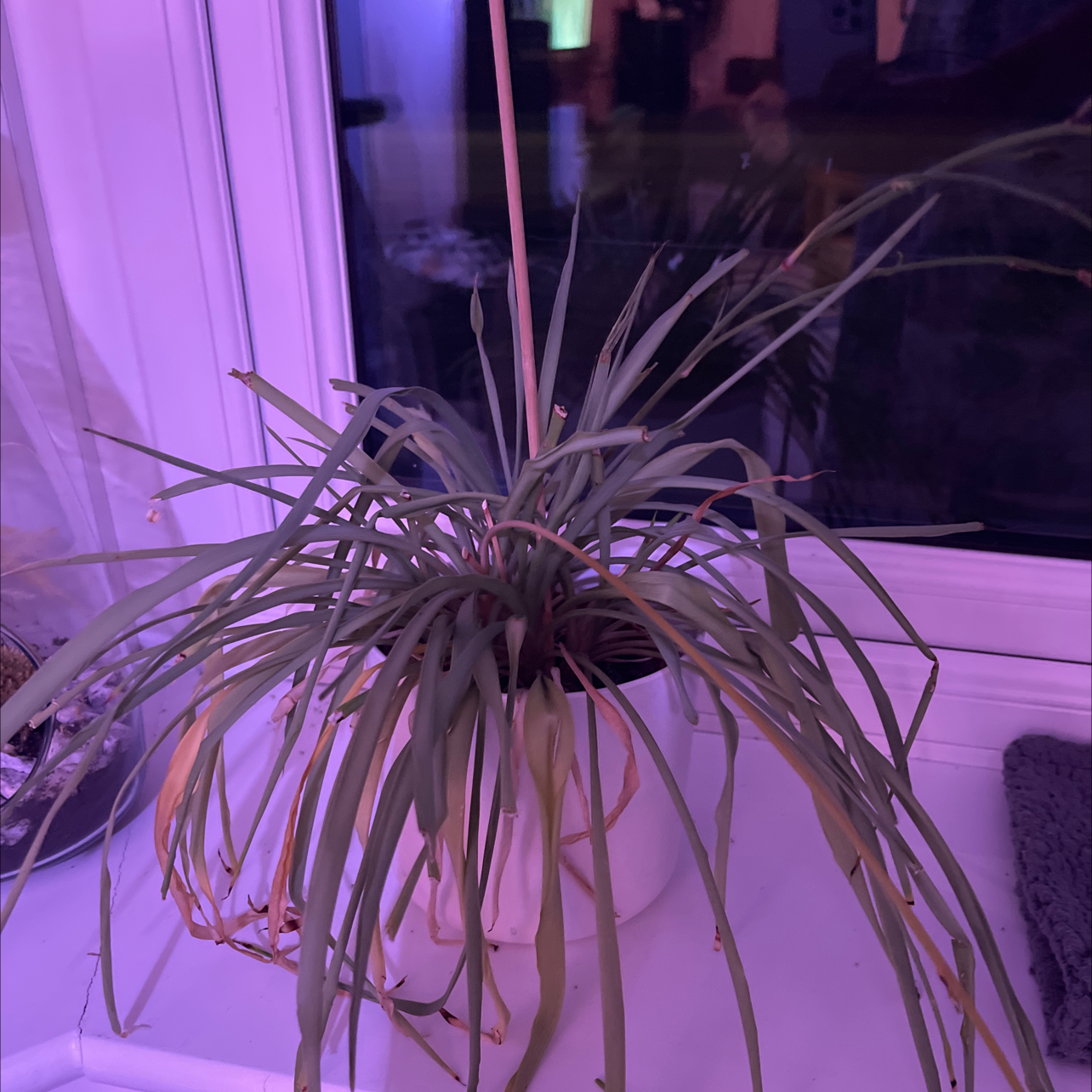 Spider Plant plant photo by @Holsterhops named Peter on Greg, the plant care app.