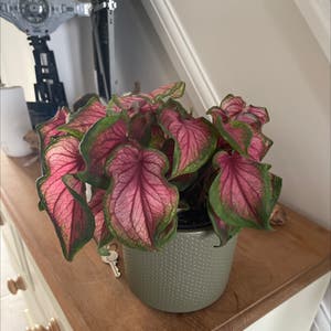 Caladium Gingerland plant photo by @Holsterhops named Pink lady on Greg, the plant care app.
