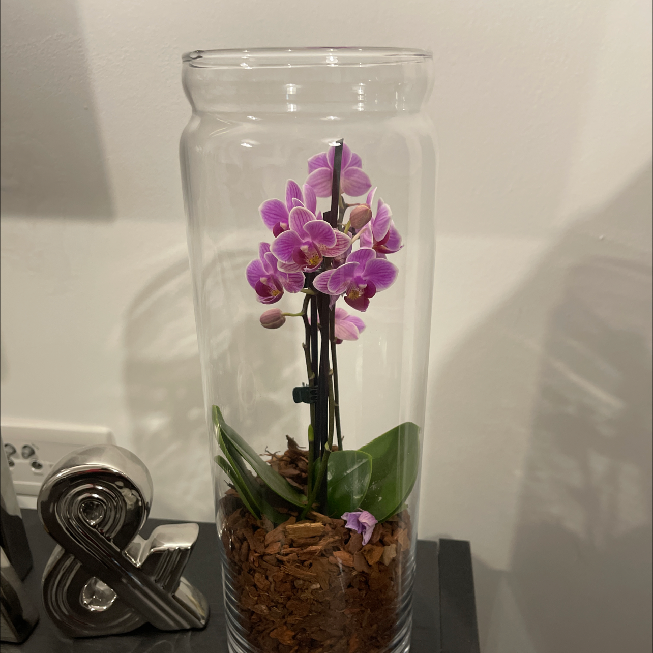 Photo of the plant species phalaenopsis orchid by @Holsterhops named Belle on Greg, the plant care app