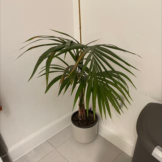 Kentia Palm plant in Boroughbridge, England