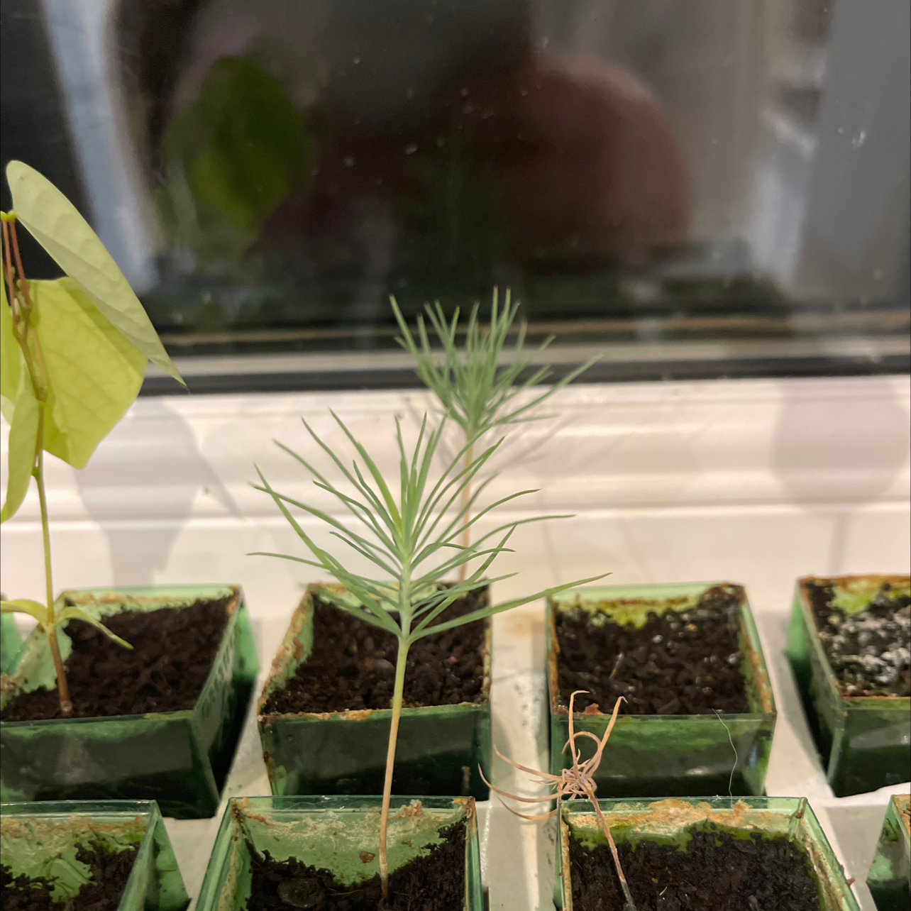 Photo of the plant species Pinus mugo by @Holsterhops named Pine on Greg, the plant care app