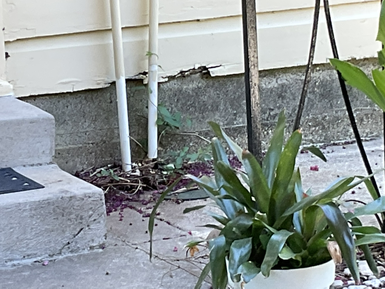 Photo of the plant species Portea nana Bromeliad by Beth named Bromeliads Small Group on Greg, the plant care app