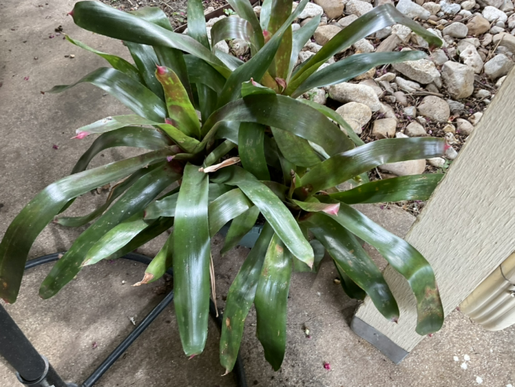 Photo of the plant species Flaming Torch by Beth named Large Bromeliad Group on Greg, the plant care app