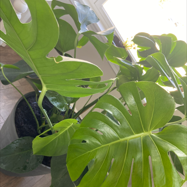 Monstera plant photo by Lauren named Hemingway on Greg, the plant care app.