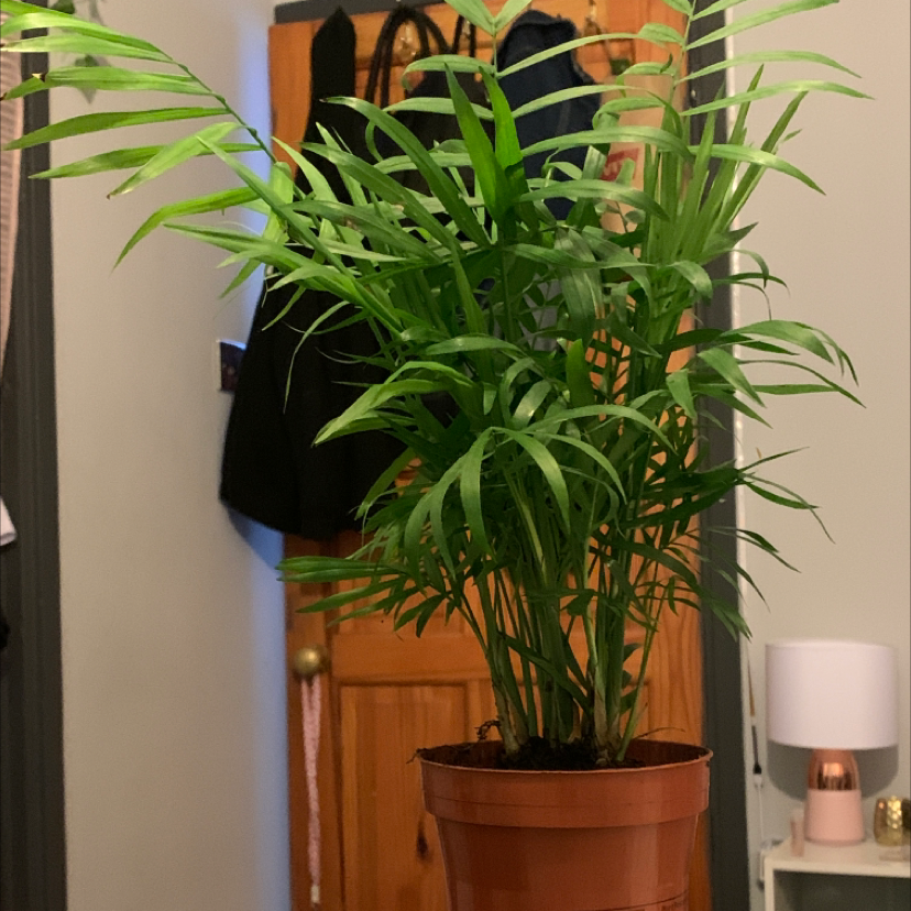 Parlour Palm plant photo by @Soph.Sxn named Momo on Greg, the plant care app.