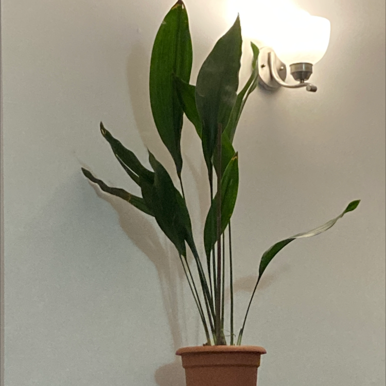 Photo of the plant species Cast Iron Plant by @IlyssaAnna named Lady Iron on Greg, the plant care app