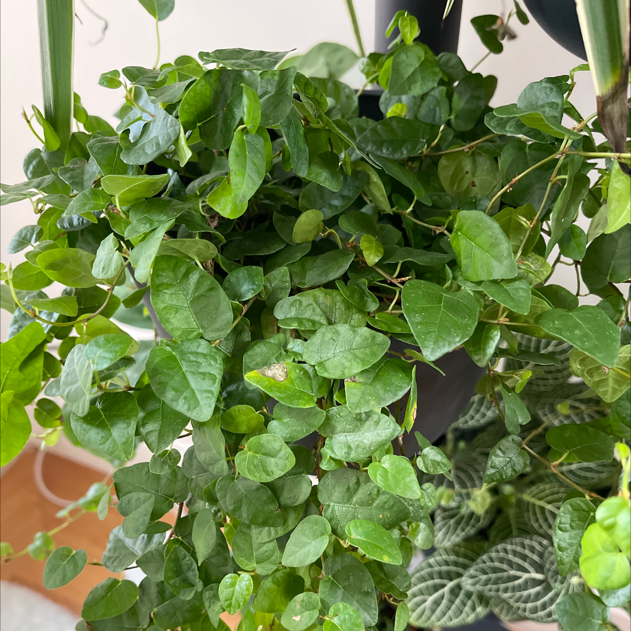 Tres Plantes