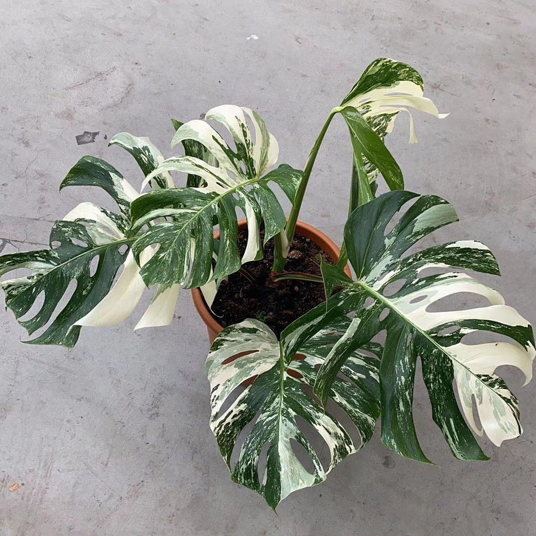 Photo of the plant species Variegated Monstera by @mmg named Monstera varigated on Greg, the plant care app