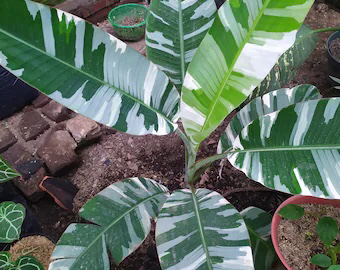 Plant care for Banana on Greg, the plant care app